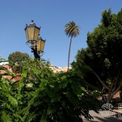 Palma de Paquesito Fórum Drago