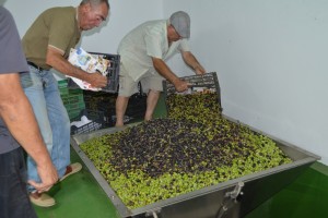 almazara2 (2)