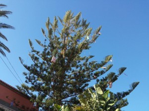 arbol_solidaridad6