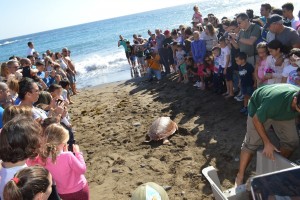 tortugas3