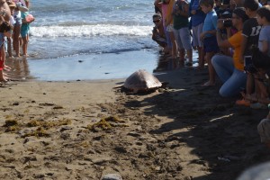 tortugas4