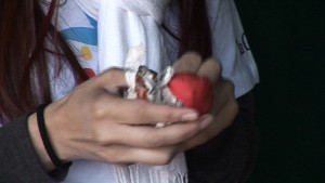 dia_consumidor2(1)
