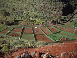HUERTA COMUNITARIA