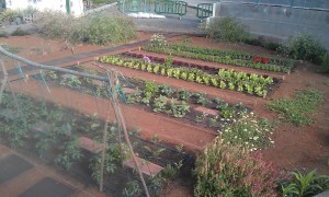 HUERTA ESCOLAR